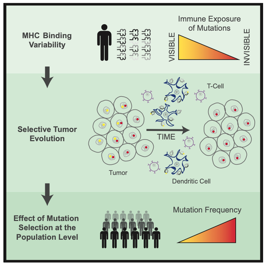 Genetic determinants research